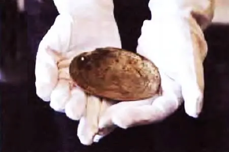 Археологи обнаружили раковину с зигзагообразными царапинами которые были - фото 22
