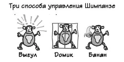 Выпустить Шимпанзе Если Шимпанзе нервничает или чемто расстроен первое что - фото 30