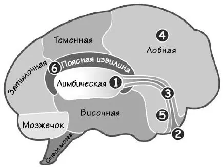 Цифрами на рисунке обозначены шесть указанных областей мозга Ученые - фото 145