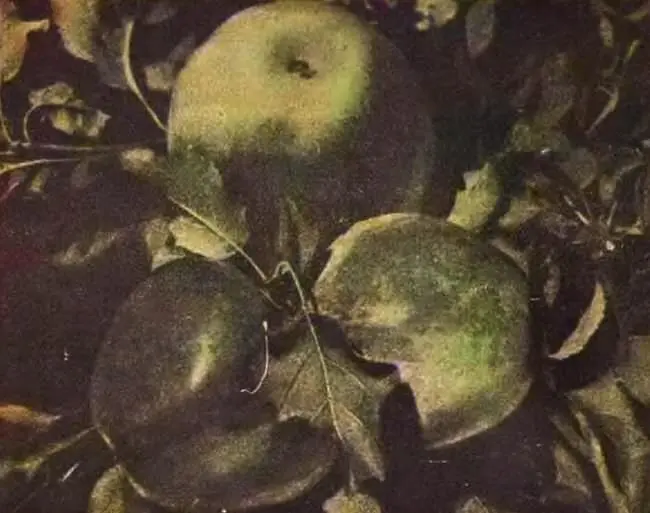 АлмаАта показакски означает отец яблок В горах здесь растут дикие яблони - фото 24