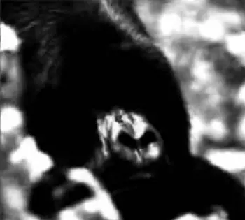 Томас Бpeep и его коллеги из Общества сохранения дикой природы Wildlife - фото 26
