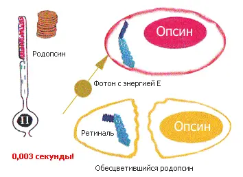 Рис 55Общая схема превращения родопсина Слева верху молекулы родопсина - фото 56