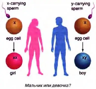 О цвете глаз В каждой клетке есть два гена которые отвечают за цвет глаз Один - фото 40