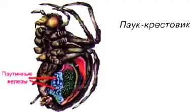 Паутина под микроскопом На нитях видны капельки клея Почему стрелки часов - фото 51