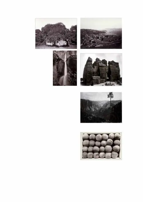 Карлтон ИУоткинс 1 Американский конский каштан Калифорния Ок 18721878 2 - фото 22