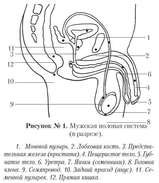 Женская половая системаНаружные половые органы женщины совокупно называются - фото 10