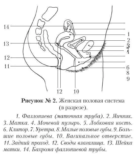 Джентльменский набор Мужской половой членпенис это сложная почти - фото 11