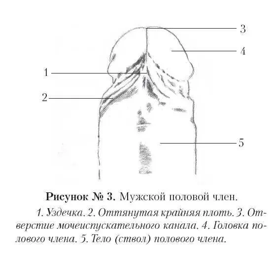 В состоянии эрекции крайняя плоть сдвигается натягиваясь на ствол полового - фото 12