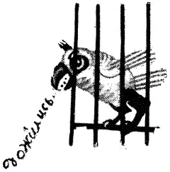 Оставшись наедине с попугаем вдовица в смятении собралась было уходить как - фото 44