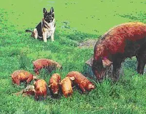 Машка на страже Сразу представлю вам Любовь Николаевну Осипьянц На снимке - фото 35