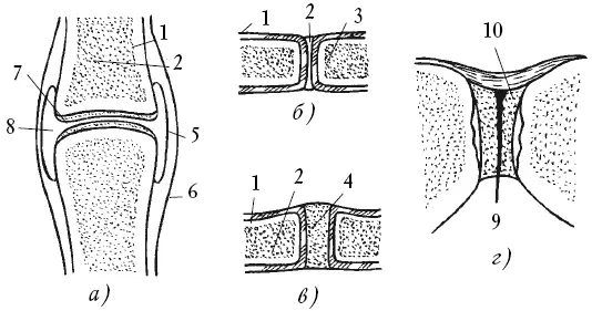 Рис 1 Виды соединения костей схема а сустав б фиброзное соединение в - фото 1