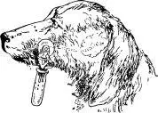 Собака с фистулой околоушной слюнной железы На щеке под выведенным наружу - фото 39