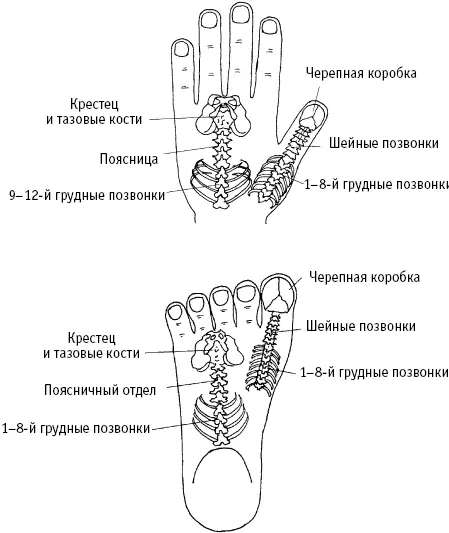 Рис 524 а б Зоны позвоночника в стандартной системе подобия Техника - фото 221