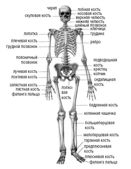 Рис 1 Часть костей соединена между собой неподвижно кости черепа таза или - фото 2