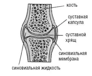 Рис 2 Строение сустава Суставные поверхности сочленяющихся костей покрыты - фото 3