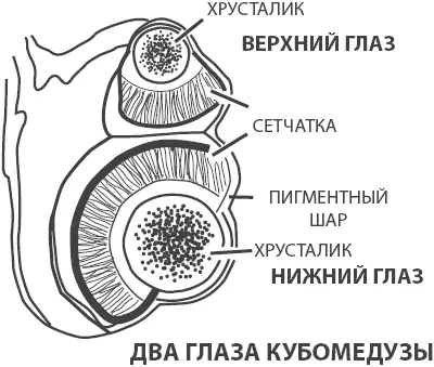 Рис 91 Многосоставный глаз кубомедузы Исследователь М Ф Федонкин обратил - фото 95