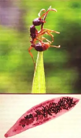 Ланцетовидная двуустка Инфицированный муравей ночью взбирается на высокую - фото 30