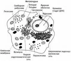 Различия между прокариотическими клетками бактерий и сложными эукариотическими - фото 15