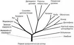 Обычное древо жизни изображающее происхождение эукариот от общего предка - фото 16