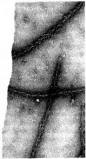 Актиновые нити добытые из слизевика Physarum polycephalym украшенные - фото 23