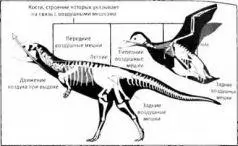 Реконструкция системы воздушных мешков динозавра Majungatholus atopus в - фото 33