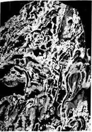 Микроскопическое строение щелочного источника показанное на срезе шириной 1 см - фото 7