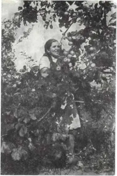 Сбор яблок в саду колхоза им Щорса Вознесенский район Одесской области 1938 - фото 150
