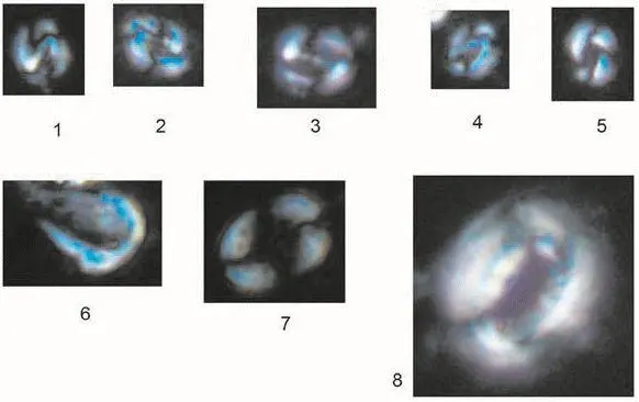 Рис 3 Наннопланктон из колонки 2417 1 2 Gephyrocapsa sp 117 см 3 - фото 276
