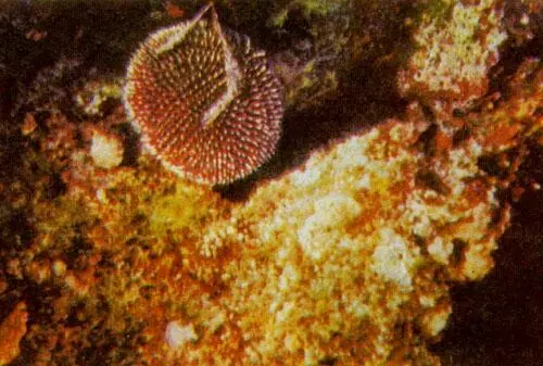 Рис 31 Недвижно как камень лежит на дне морской еж Немного морской травы - фото 25