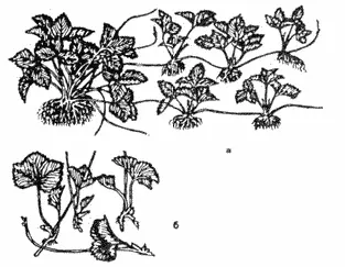 Рис 1 Выращивание посадочного материала а маточное растение б розетки - фото 2