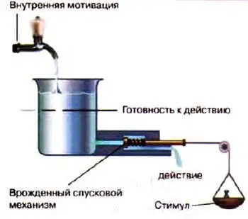 Модель инстинкта согласно Лоренцу Чем сильнее раздражитель и чем сильнее - фото 53