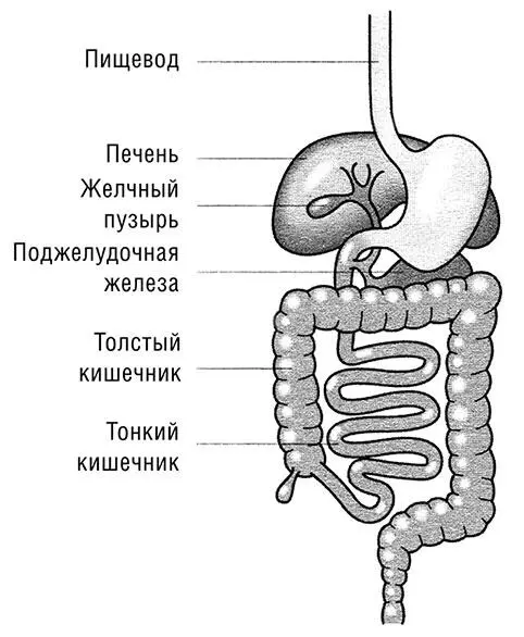 Как и двигатель машины наша пищеварительная система эффективно работает только - фото 3