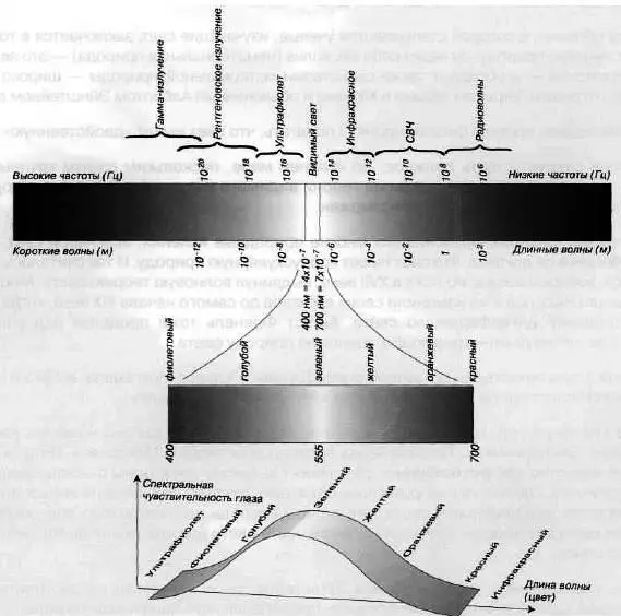 Рис 21 Электромагнитный спектр и чувствительность человеческого глаза Глаз - фото 3