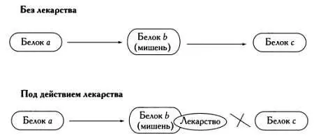 В этом упрощенном сценарии лекарство препятствует взаимодействию белкамишени с - фото 12