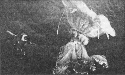 Гигантская медуза Desmonema glaciate обитает в водах Арктики и Антарктики - фото 103