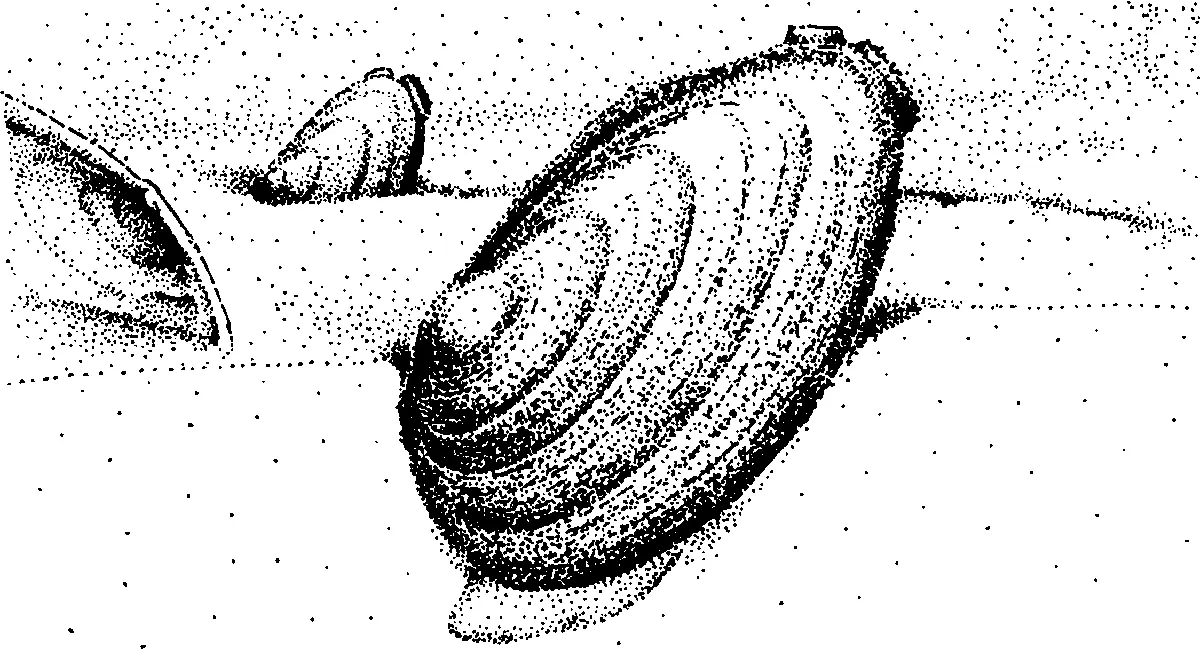 Беззубки являются энергичнейшими фильтраторами Один крупный моллюск в течение - фото 15