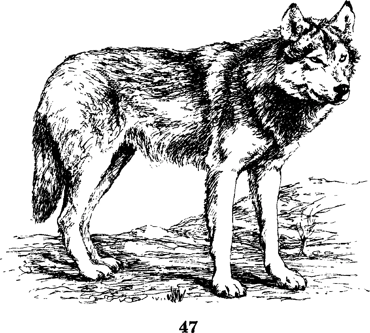 Основу питания волка составляют крупные и среднего размера млекопитающие - фото 28