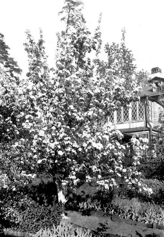 Сад в даме где жила ГФ Гагарина на улице Пропаганды Фото начала 1950х - фото 88