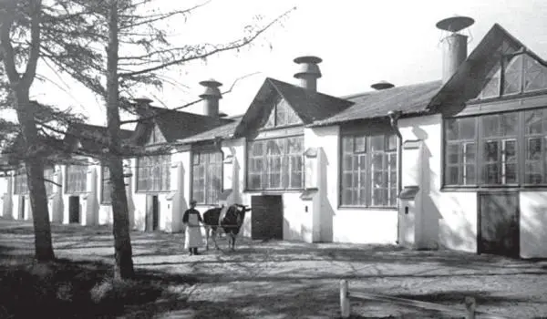 Совхоз Лесное фото конца 1930х гг Из фондов ЦГАКФФД СанктПетербурга - фото 120