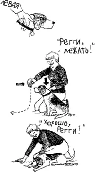 Обучение команде лежать Как и в случае с командой сидеть ваша собака уже - фото 62