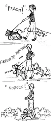 Чтобы научить Роки не тянуть вас за собой вам потребуется ошейник и несколько - фото 66