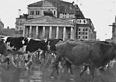 Массовая эвакуация скота через Москву Осень 1941 г Правительство в срочном - фото 246