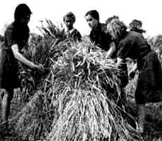 Уборка урожая 1941 г В этот же день Оценивая танковые сражения - фото 285