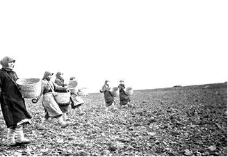 Женщины убирают урожай 1941 г Невзирая на огромные трудности обусловленные - фото 482