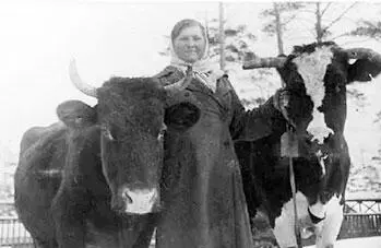 Доярка А Кочергина с коровами Плутовка и Весна весна 1942 г По - фото 76