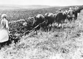 Крестьяне пашут землю на коровах Украина Утро 2 июня 1942 г Вторник - фото 272