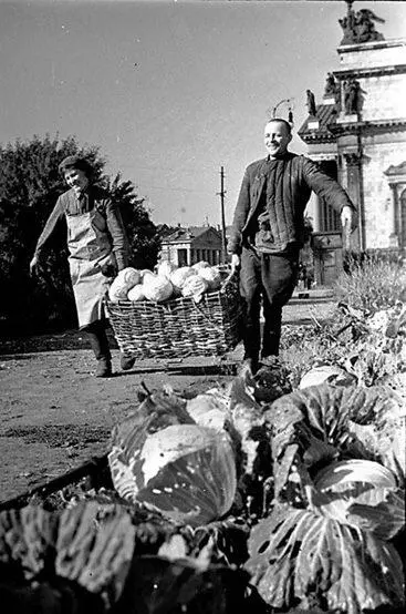 Работники госпиталя за сбором капусты на Исаакиевской площади 1942 г - фото 68
