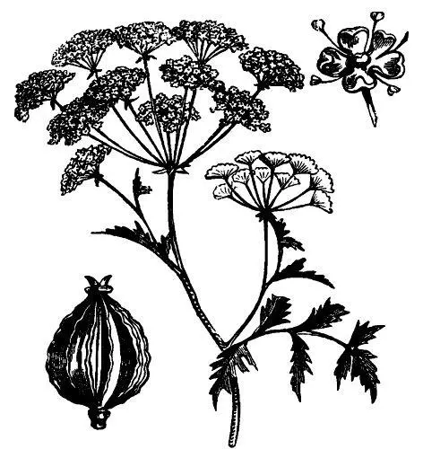 Болиголов крапчатый Conium maculatum И лишь Джон Хьюз Беннет шотландский - фото 9