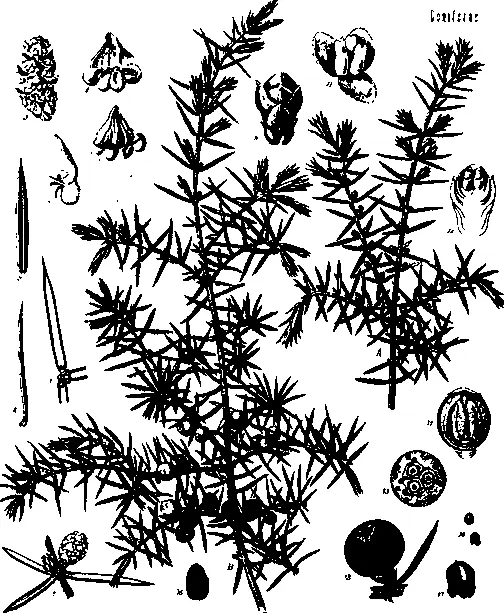 Можжевельник обыкновенный Juniperus communis Это масло стало ключевым - фото 8