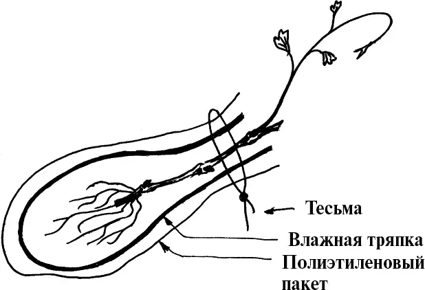 Рис 2 Саженец подготовленный для хранения и транспортировки Кроме готовых к - фото 2